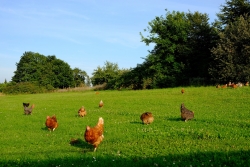 des poules dans les champs