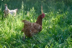 une poule dans l'herbe