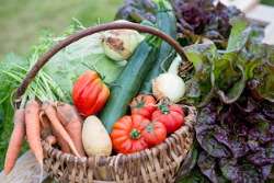 Panier de légumes bio