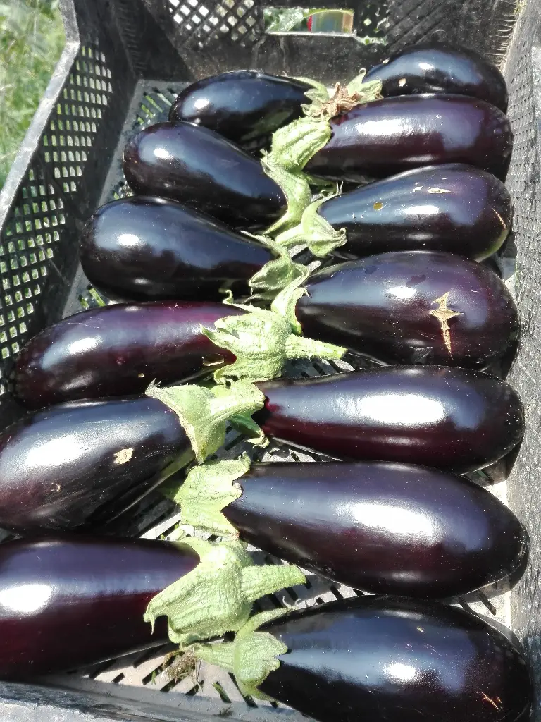 Aubergine (500g)