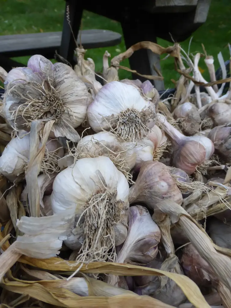 Ail (100g)