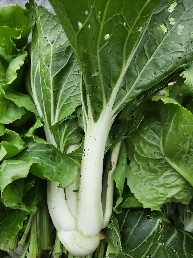Chou Pak choi (pc)