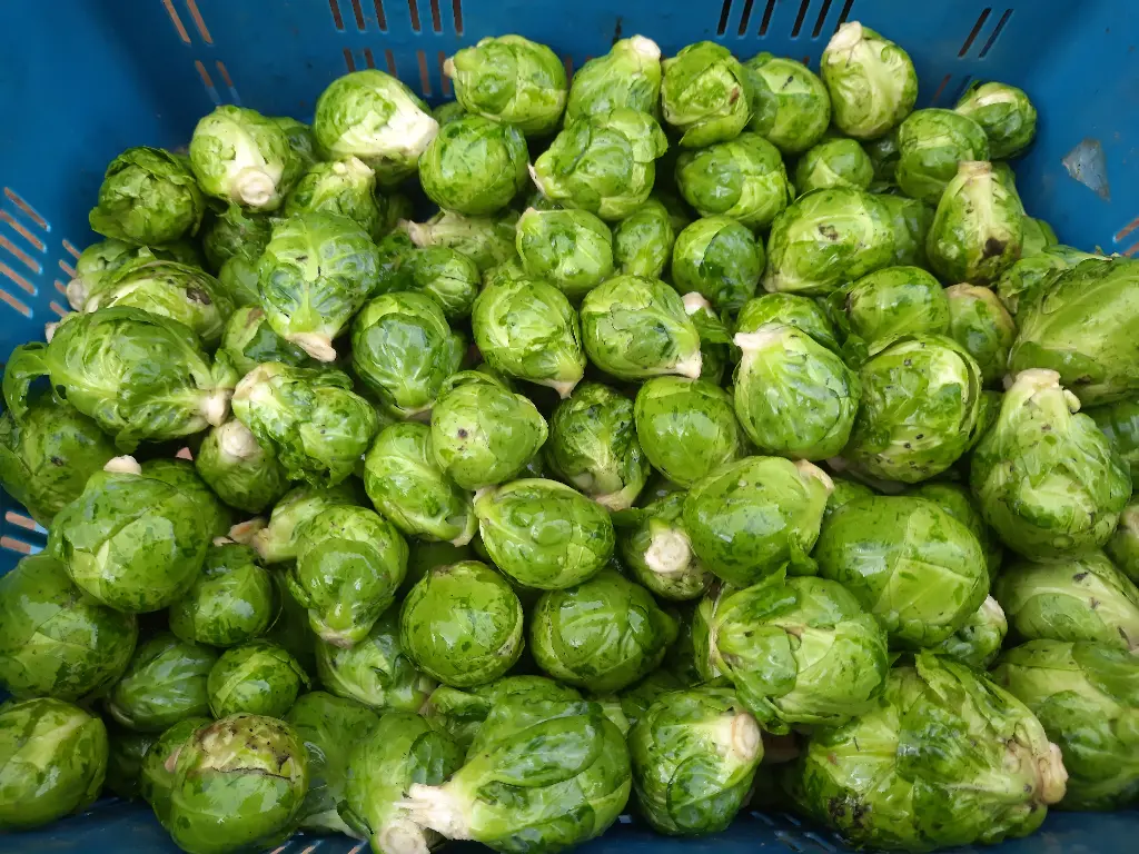 Choux de Bruxelles (500g)