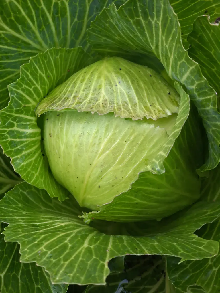 Chou blanc (kg) 