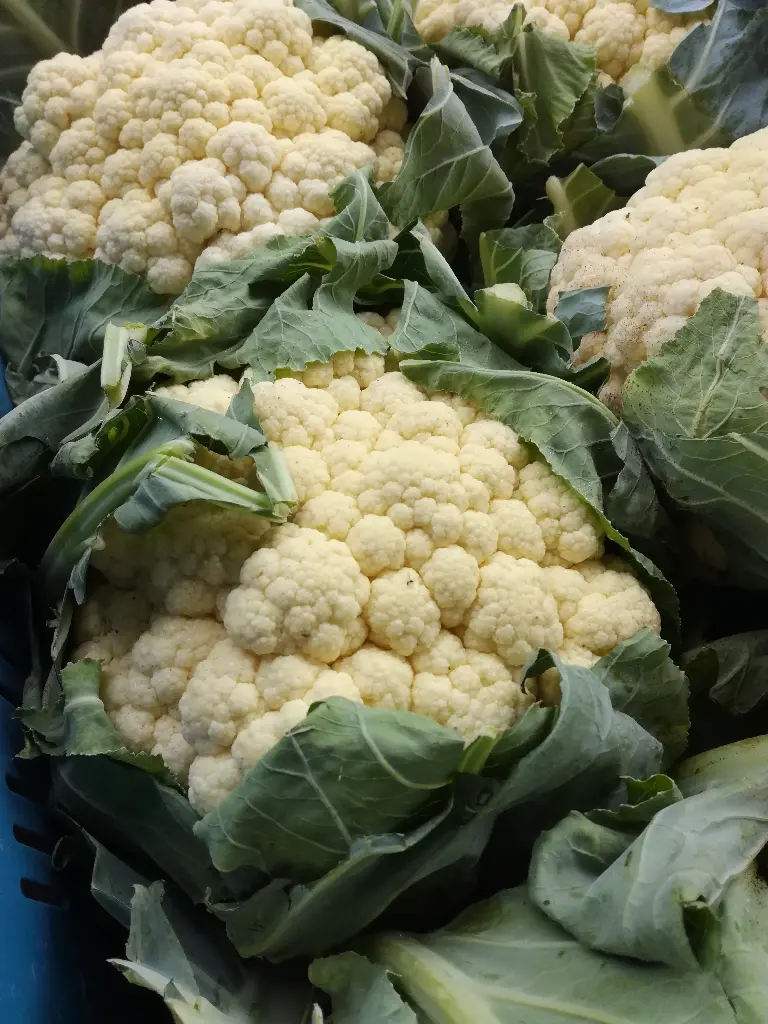 Chou fleur (pc)