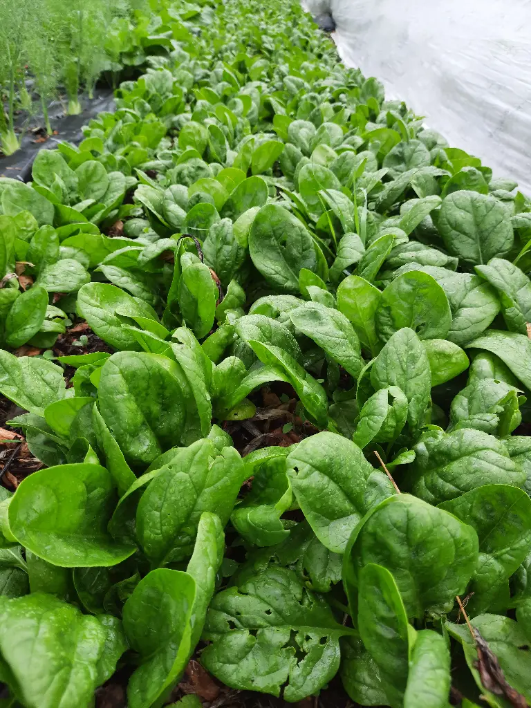 Épinard (500g)