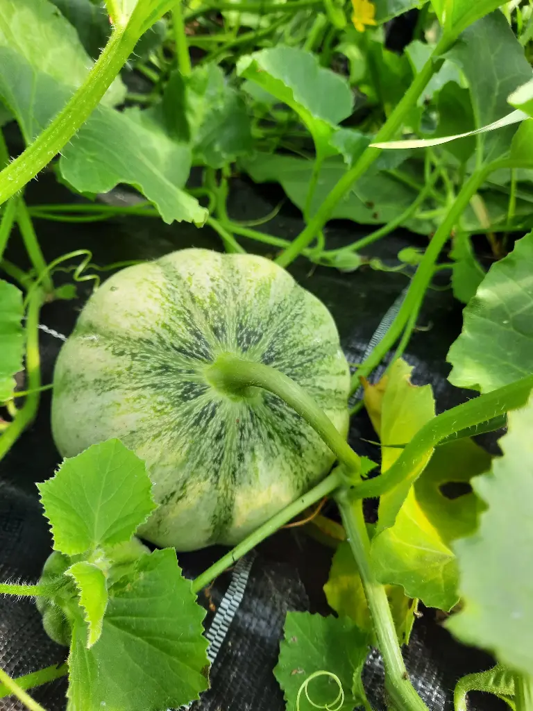 Melon charentais (kg)