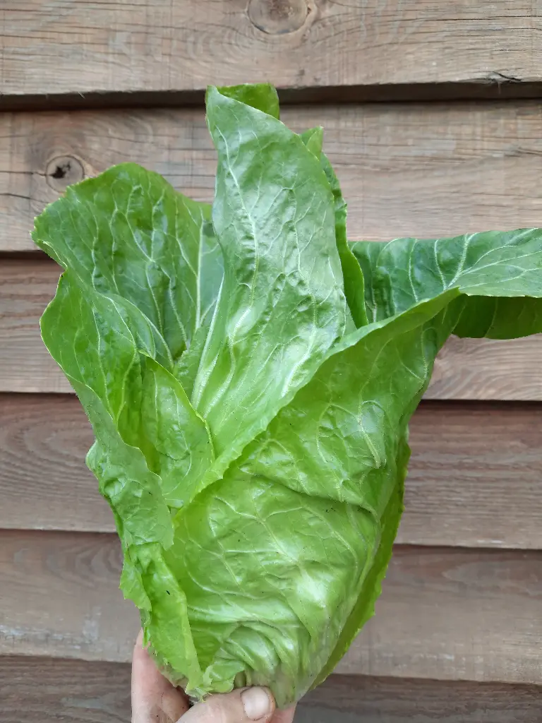 Chicorée pain de sucre (pc)