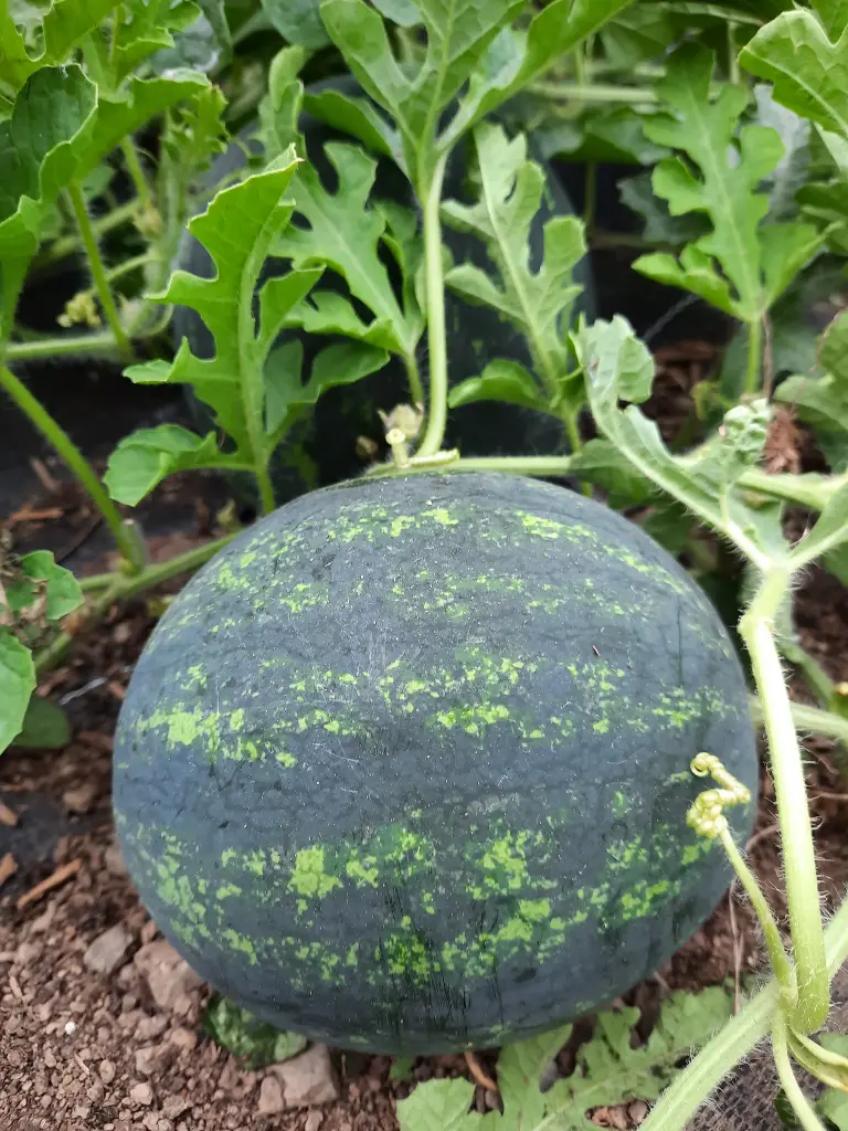 Pastèque (kg)