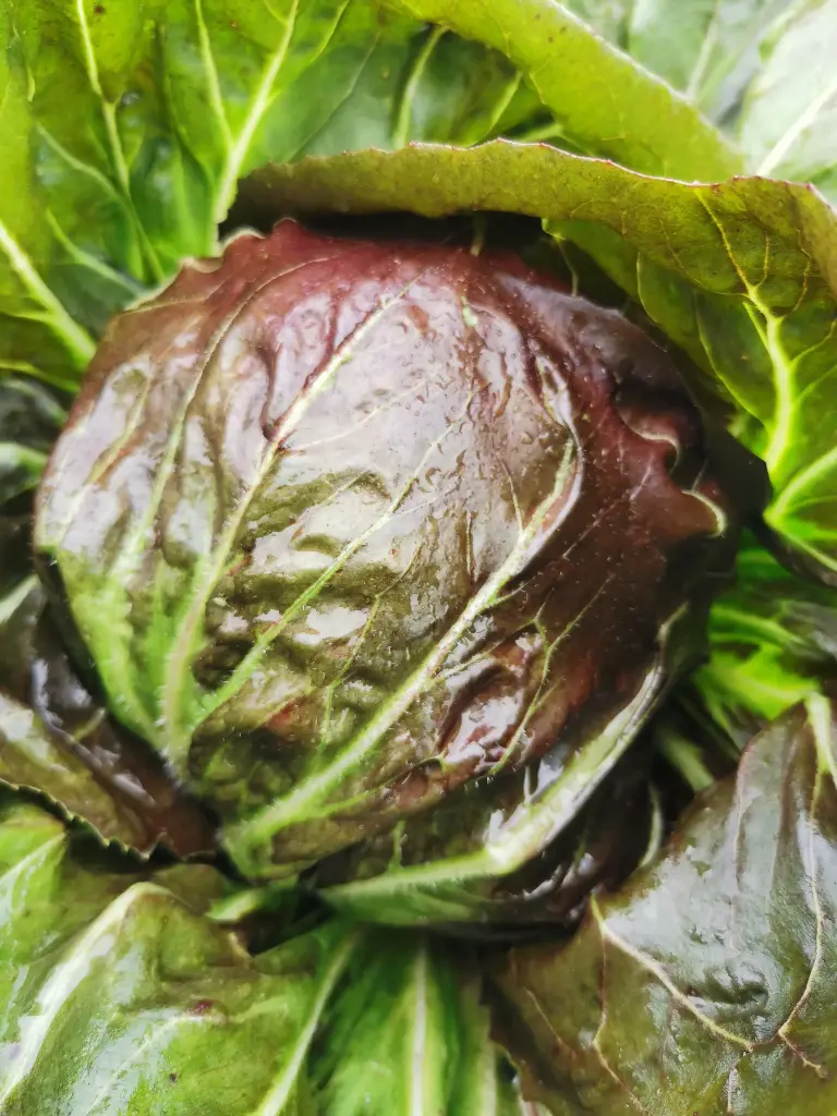 Radicchio (pc)