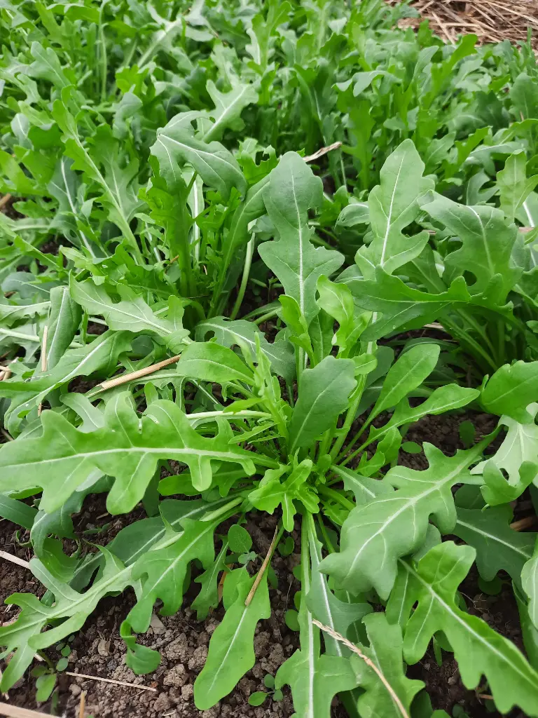 Roquette (botte 100g)