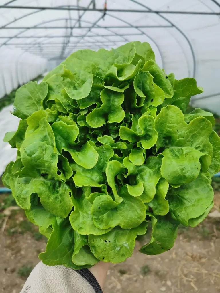 Salade feuille de chêne verte (pc)