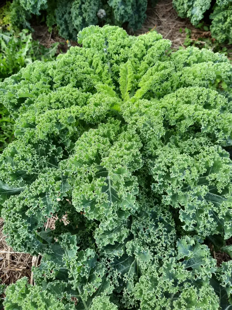 Chou Kale (botte)