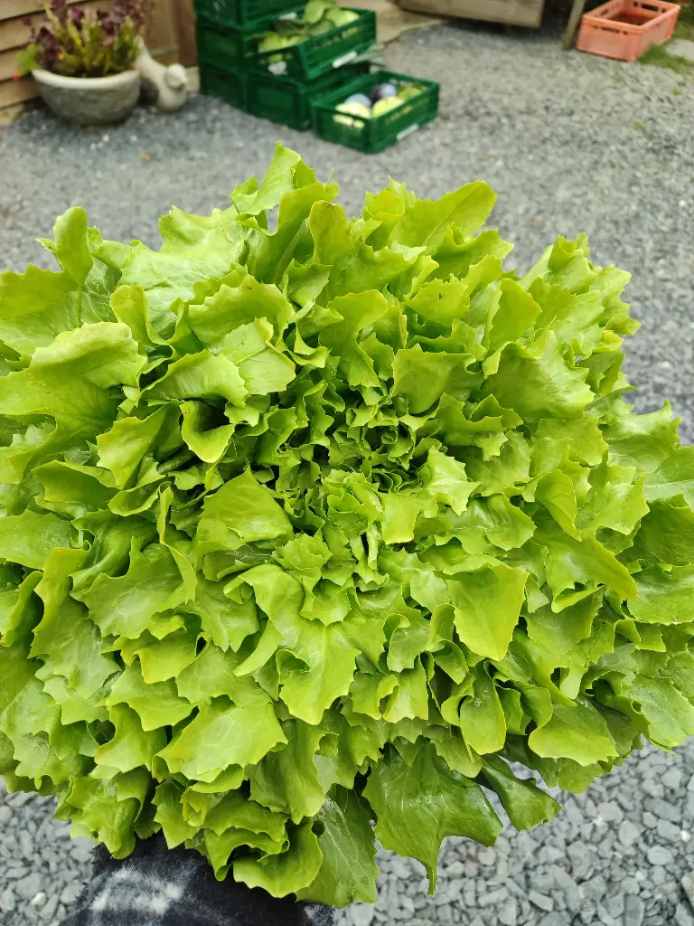 Scarole (pièce)