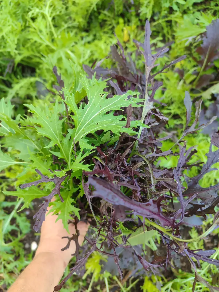 Verdure Asiatique (botte)