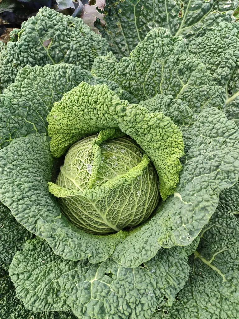 Chou de Milan (pièce)