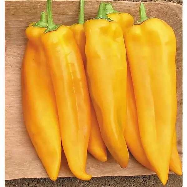 Poivron jaune (pc)