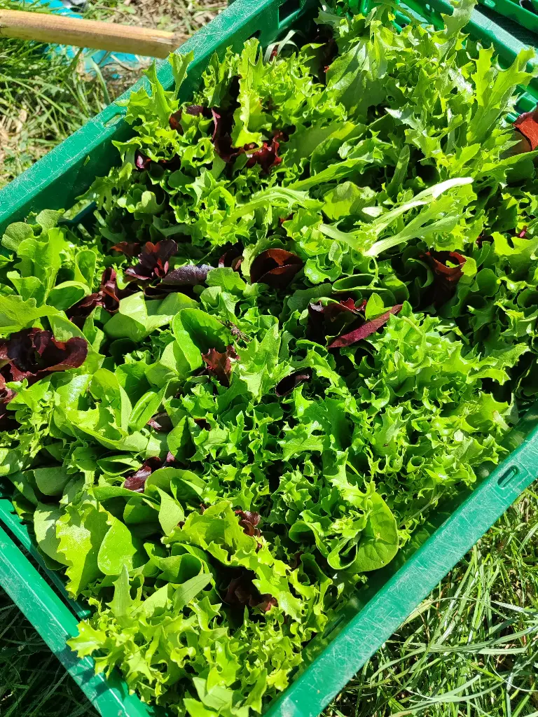 Mesclun (100gr)
