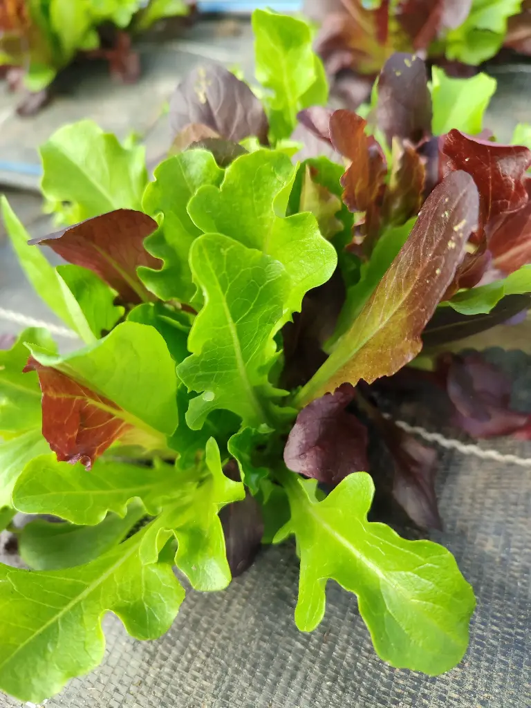 Mesclun (100gr)