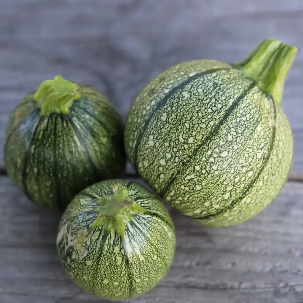 Courgette ronde de Nice verte (pc)