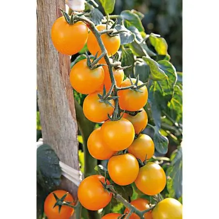 Plant de tomate cerise jaune