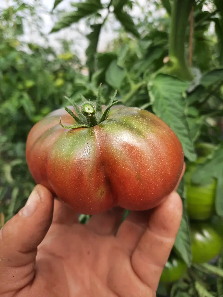 Plant de tomate Noire de Crimée