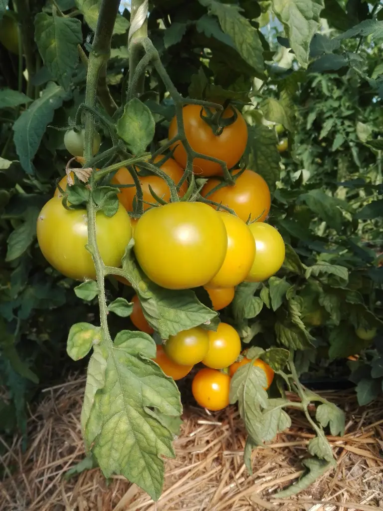 Tomate grappe jaune