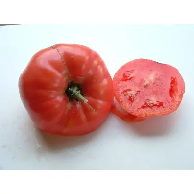 Plant de tomate Rose de Berne