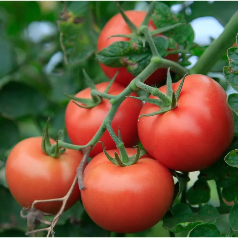 Tomate grappe rouge