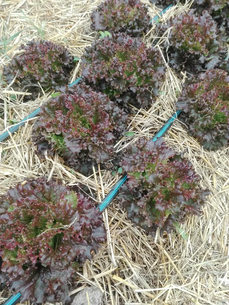 Salade feuille de chêne rouge