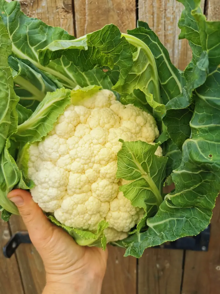 Chou fleur