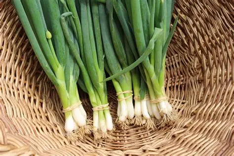 Cébette/oignon Ciboule