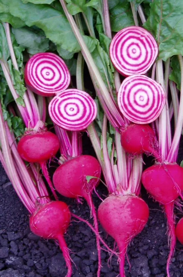 Betterave Chioggia (500gr)