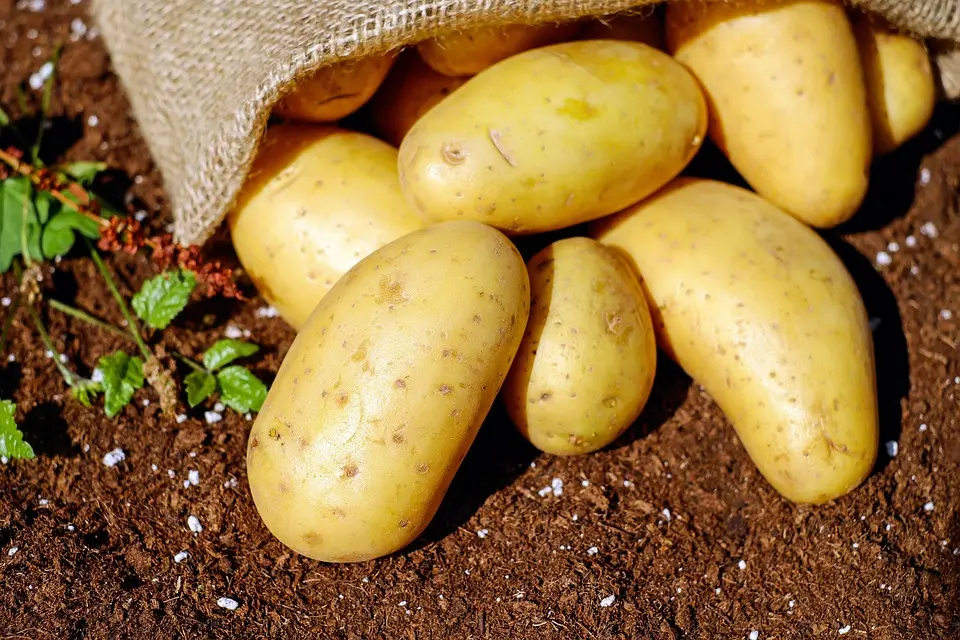 Pomme de terre Allians (kg)