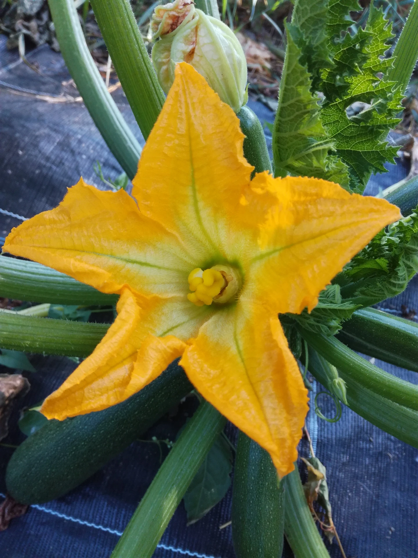 Fleur de courgette