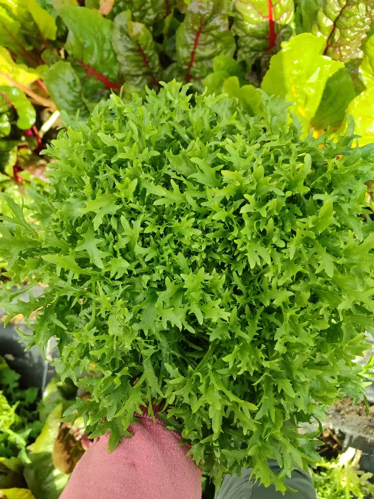 Chicorée frisée