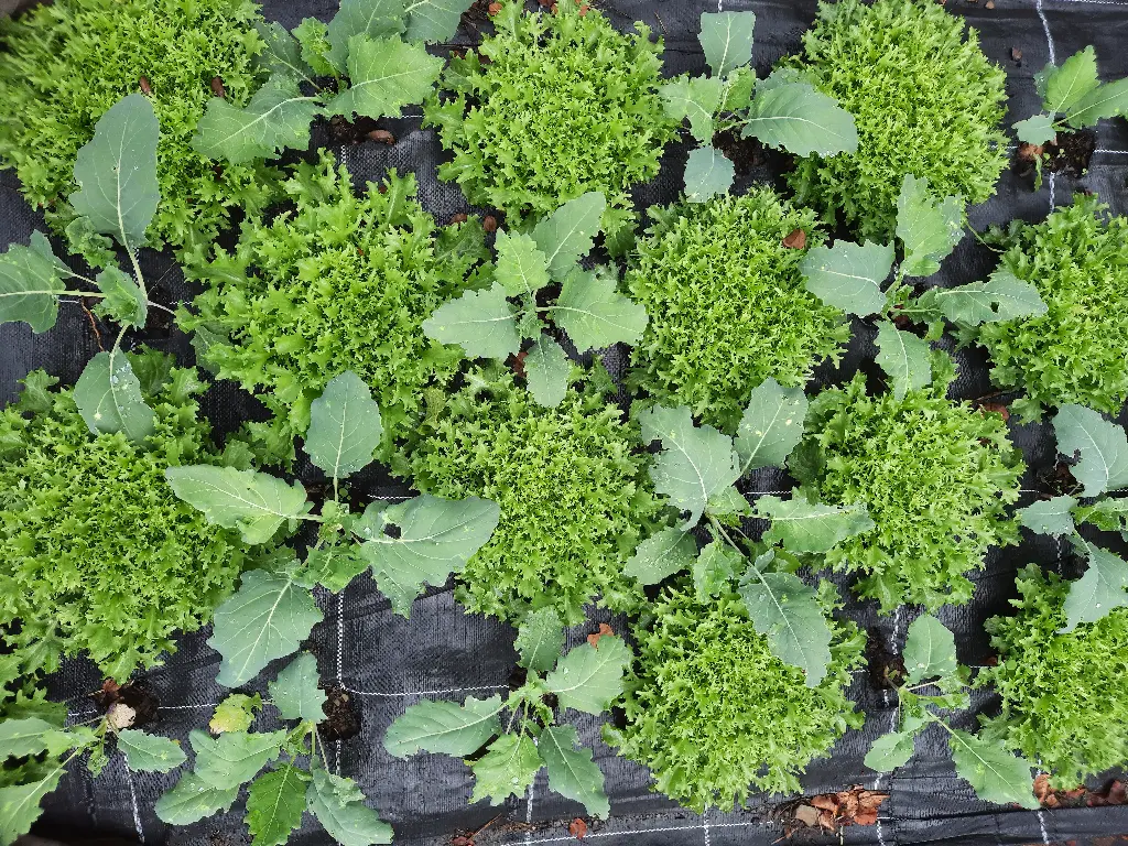 Chicorée frisée