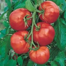 plant de tomate St Pierre