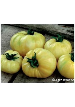 plant de tomate Beauté blanche