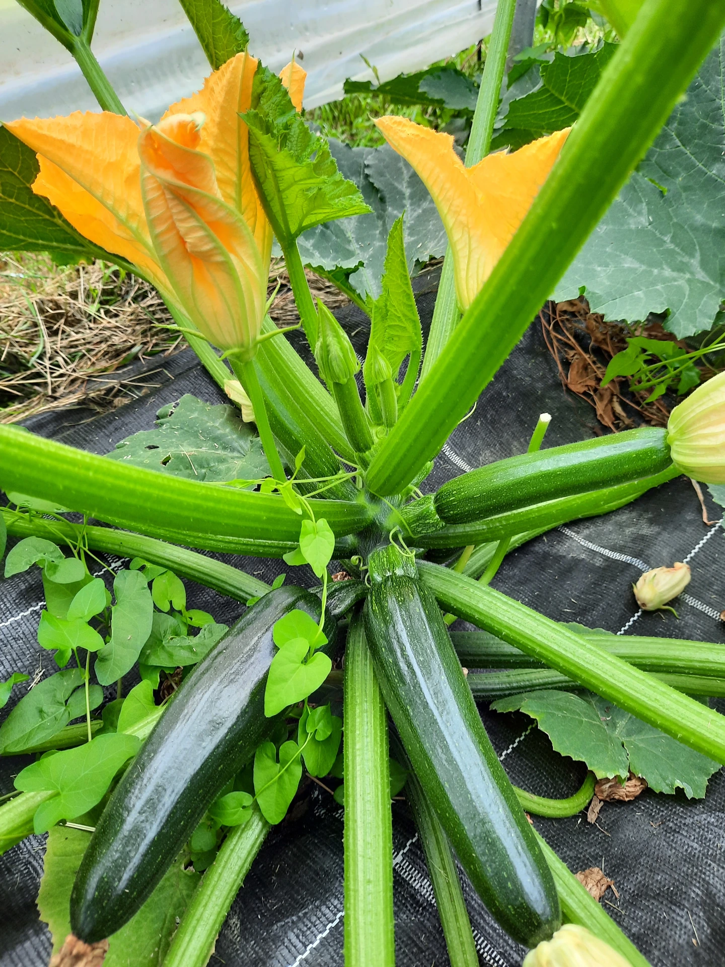 plant courgette verte longue