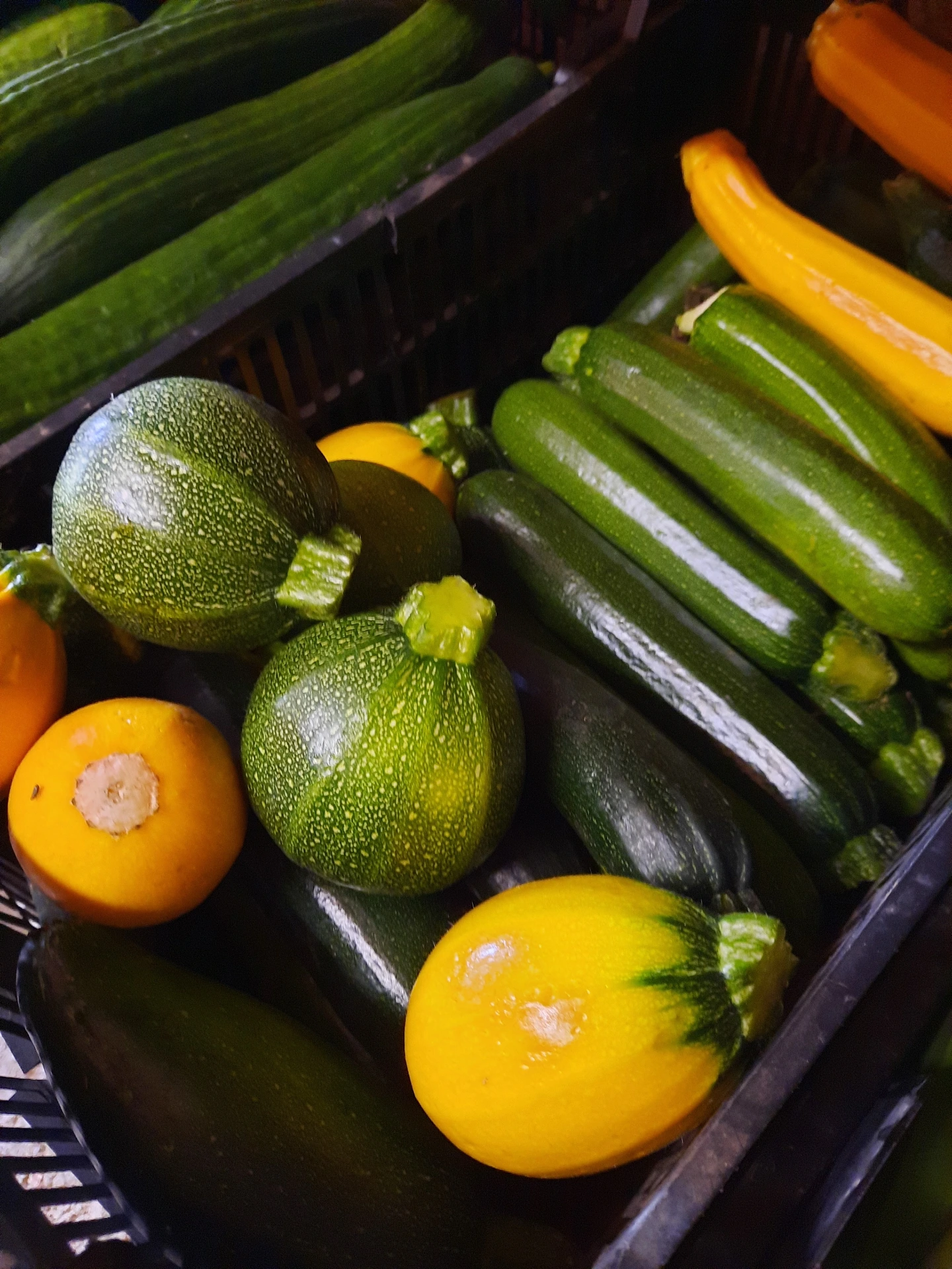 Courgette ronde jaune (pc)
