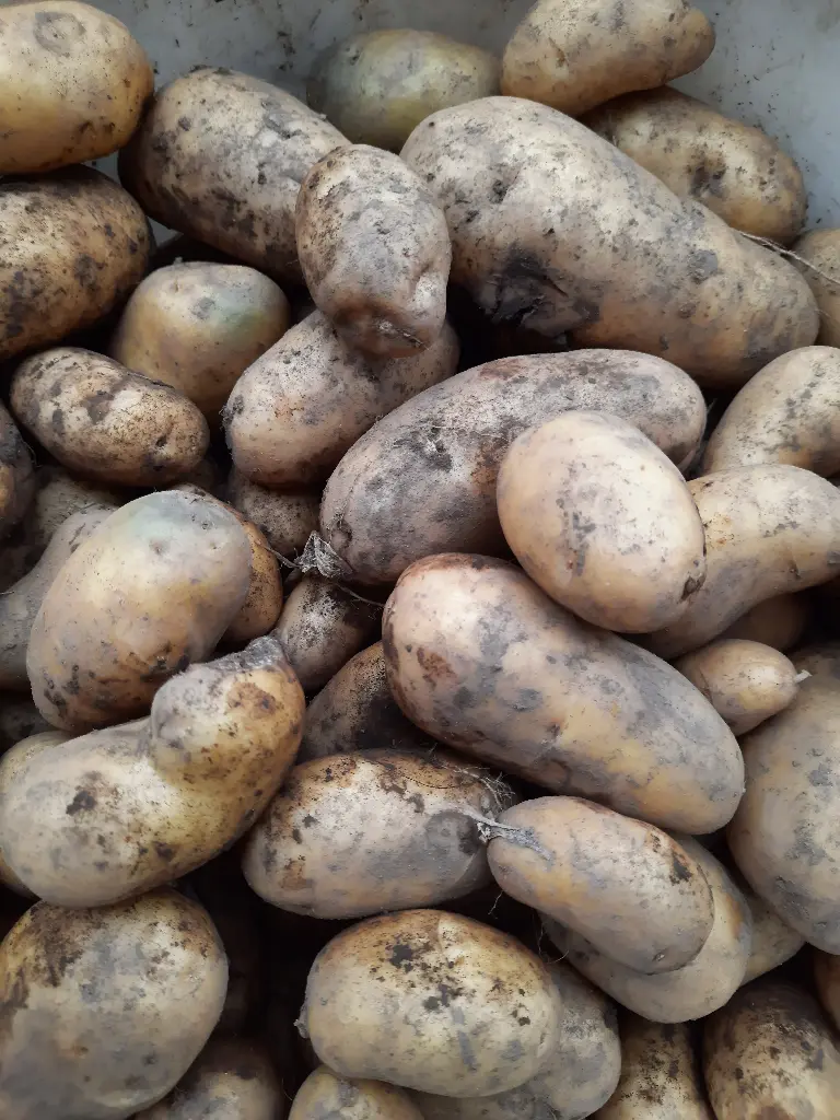 Pomme de terre vapeur (kg)