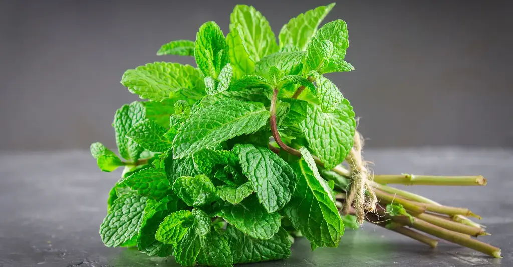 Menthe (botte)