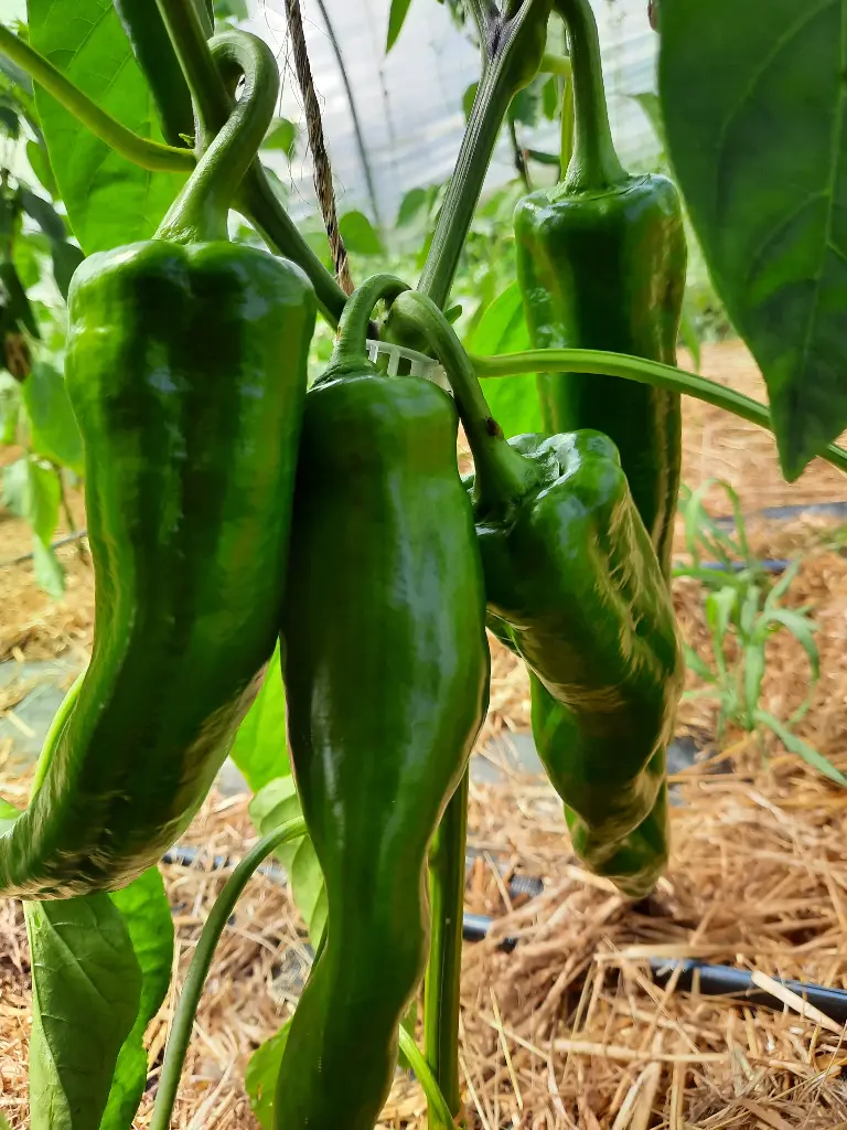 Poivron vert (250g)