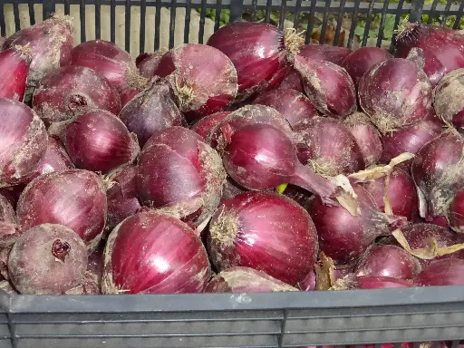Oignon rouge (kg)