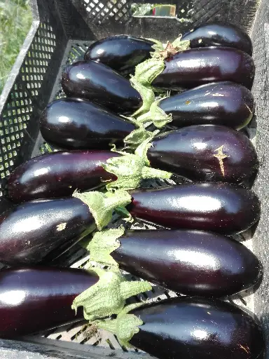 Aubergine (500g)