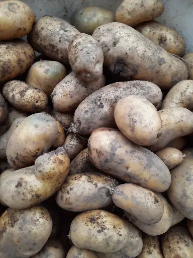 Pomme de terre purée (kg)