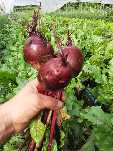 Betterave rouge (500g)