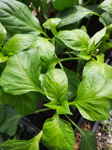 Basilic (pot)