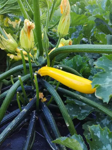 Courgette jaune (500gr)